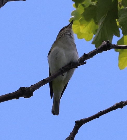 Viréo aux yeux rouges - ML463005151