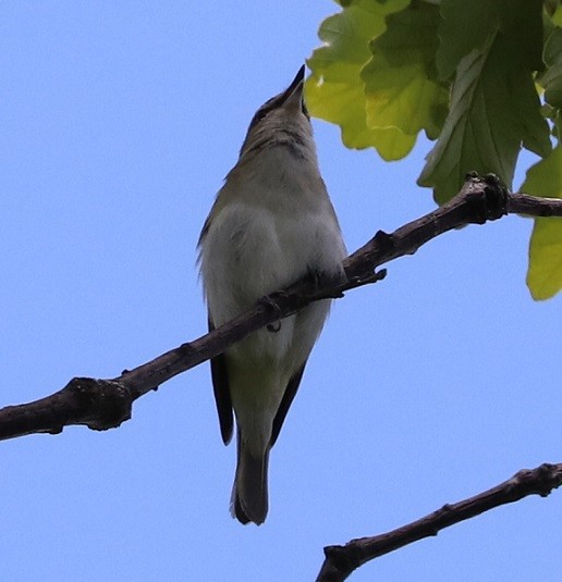 Red-eyed Vireo - ML463005201