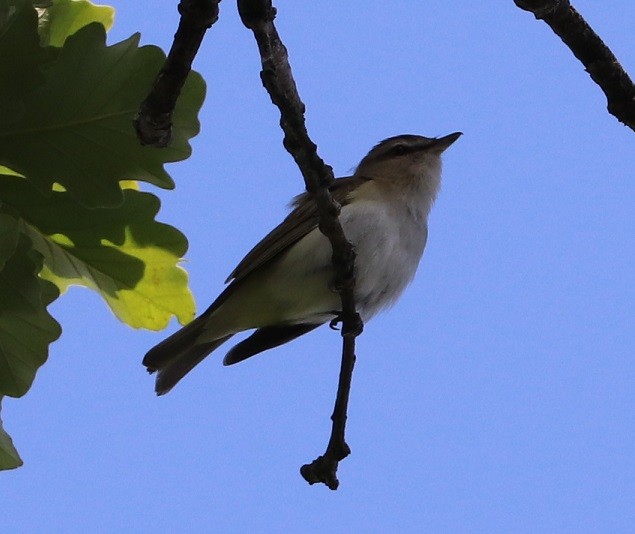 Red-eyed Vireo - ML463005231