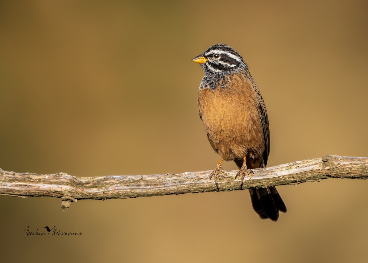 Cinnamon-breasted Bunting - Ibrahim Alshwamin