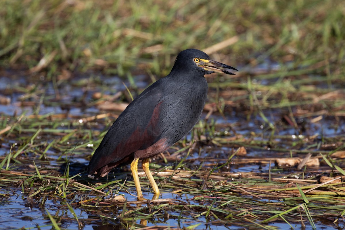 Rufous-bellied Heron - ML463006071