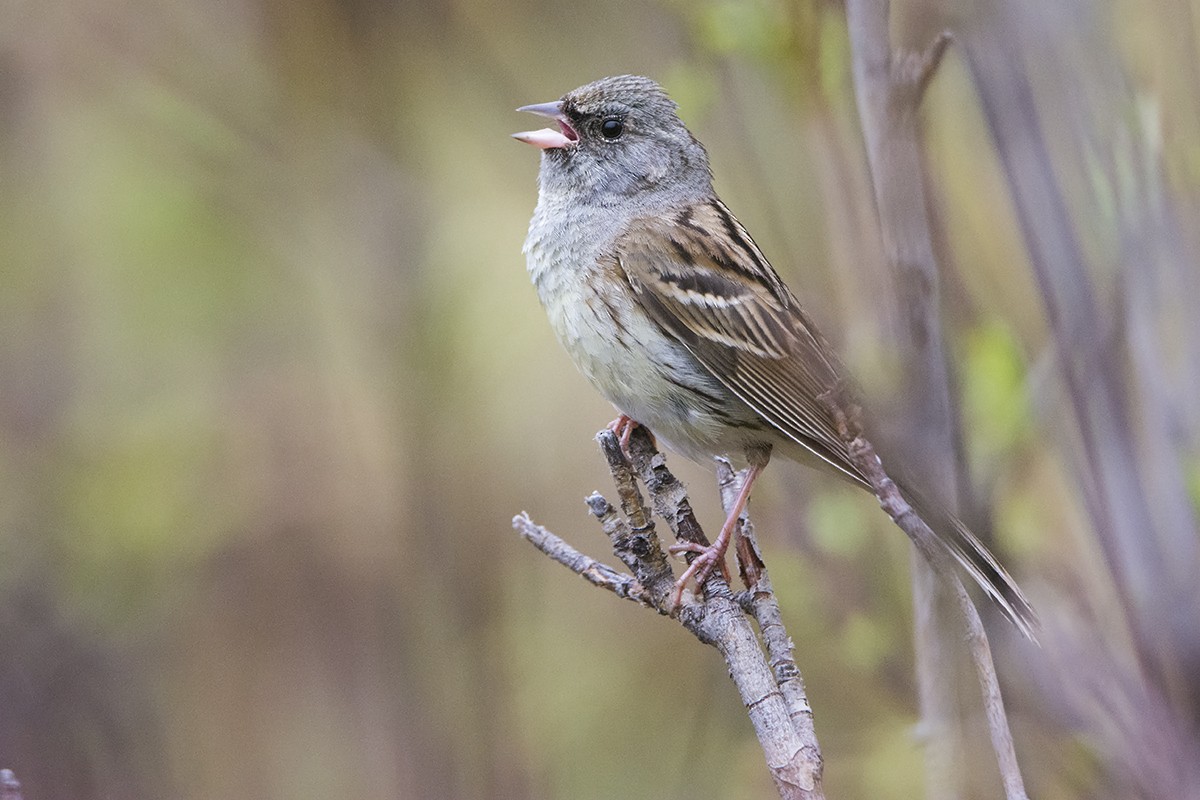 Black-faced Bunting - Miguel Rouco