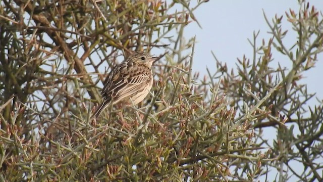 Hellmayr's Pipit - ML463008541