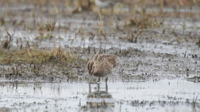 Magellanic Snipe - ML463009131