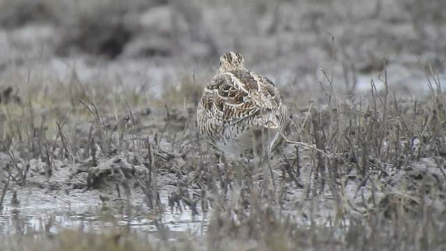 Magellanic Snipe - ML463009141