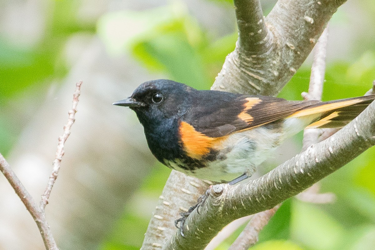 Rotschwanz-Waldsänger - ML463009871