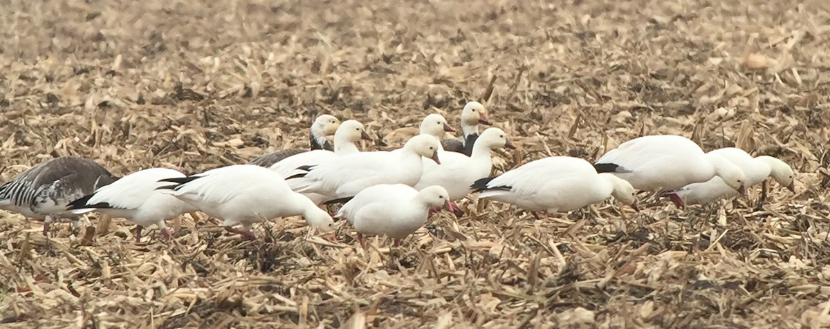 Ross's Goose - Larry Burke