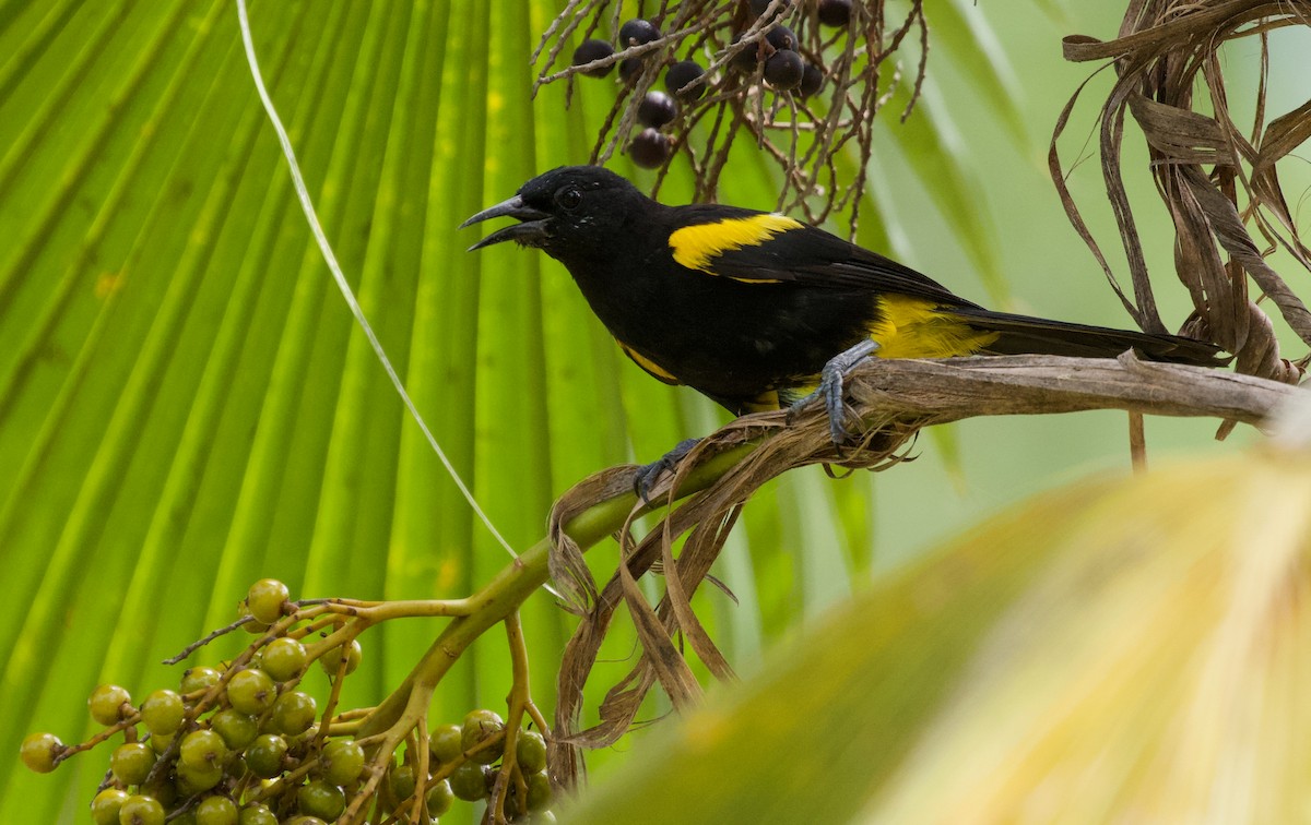 Puerto Rican Oriole - ML463011021