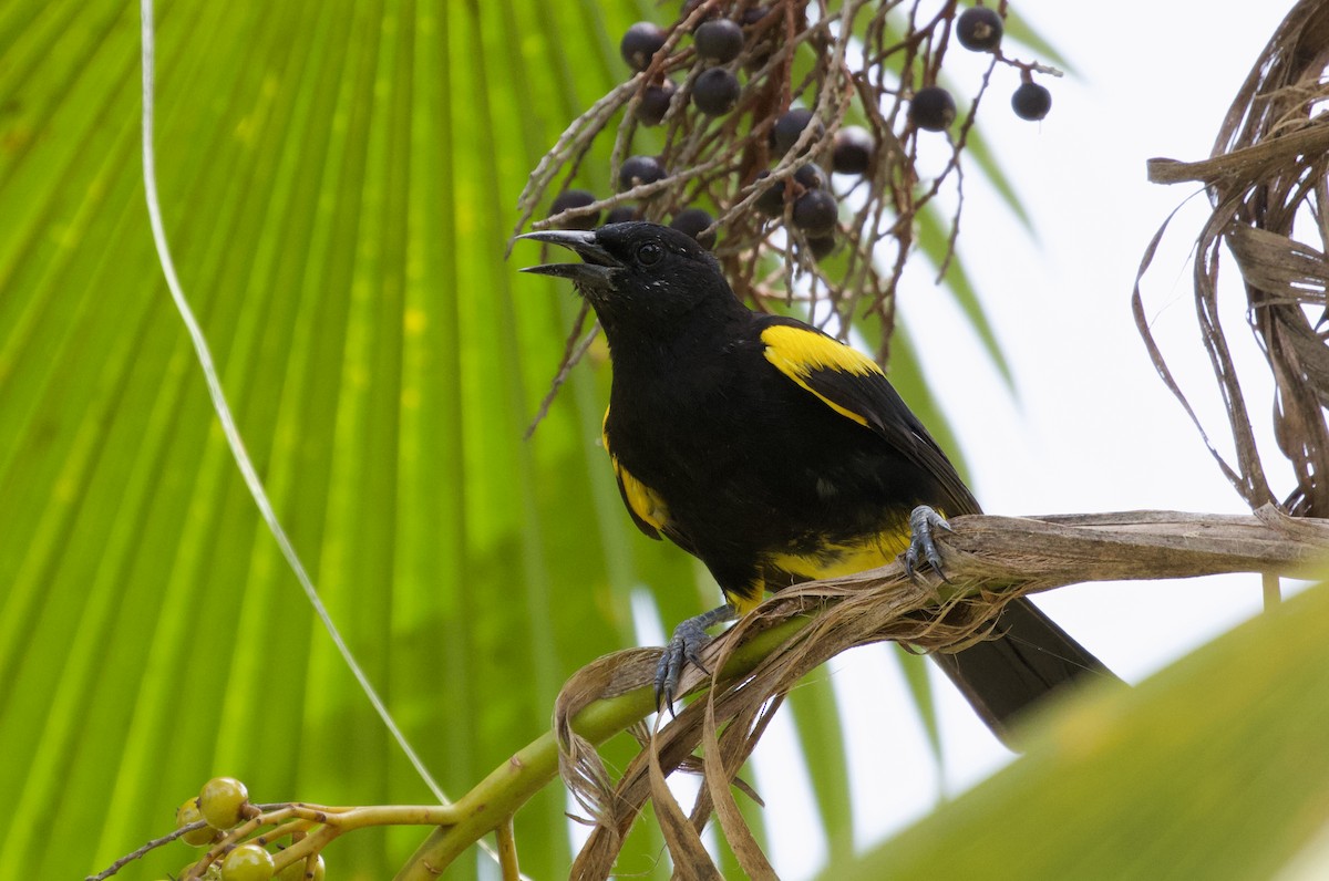 Puerto Rican Oriole - ML463011041