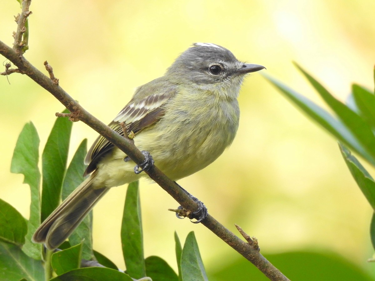 Forest Elaenia - Jhon Velasquez
