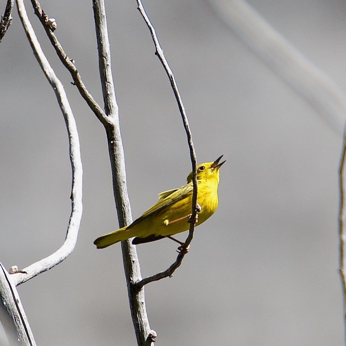 Yellow Warbler - ML463012411