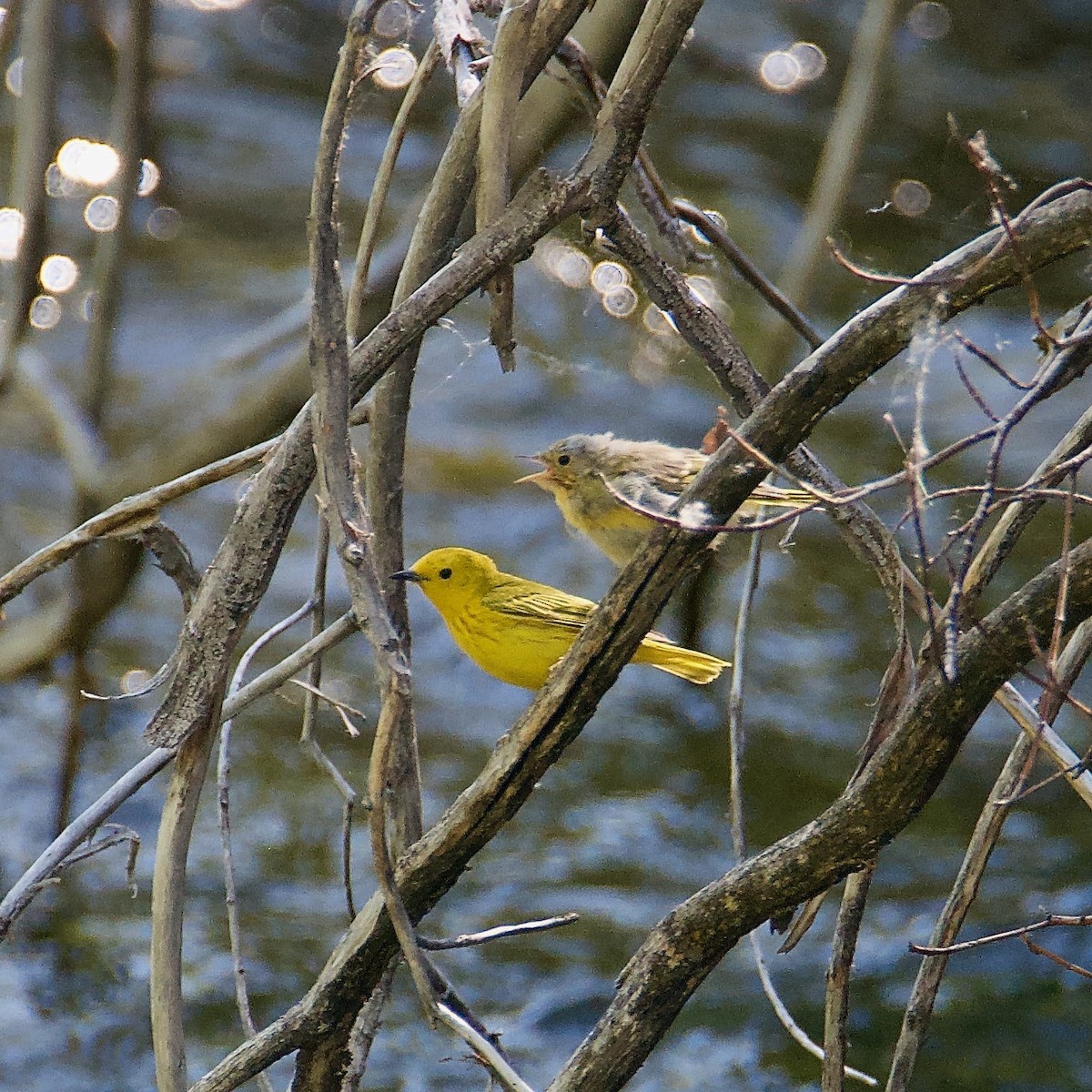 Yellow Warbler - ML463012431