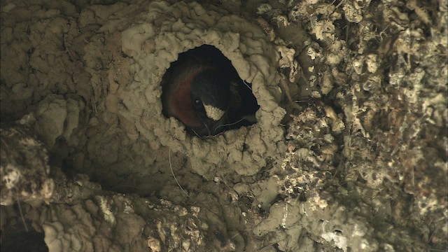 Cliff Swallow - ML463015