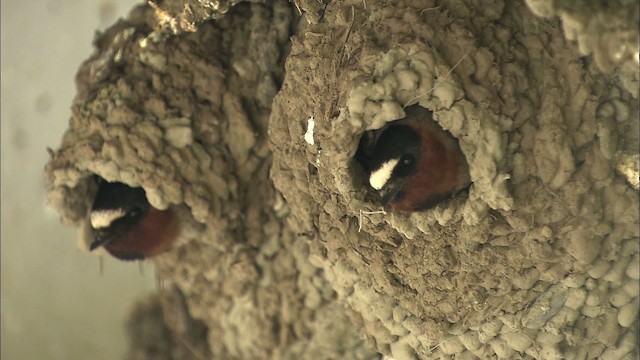 Cliff Swallow - ML463016