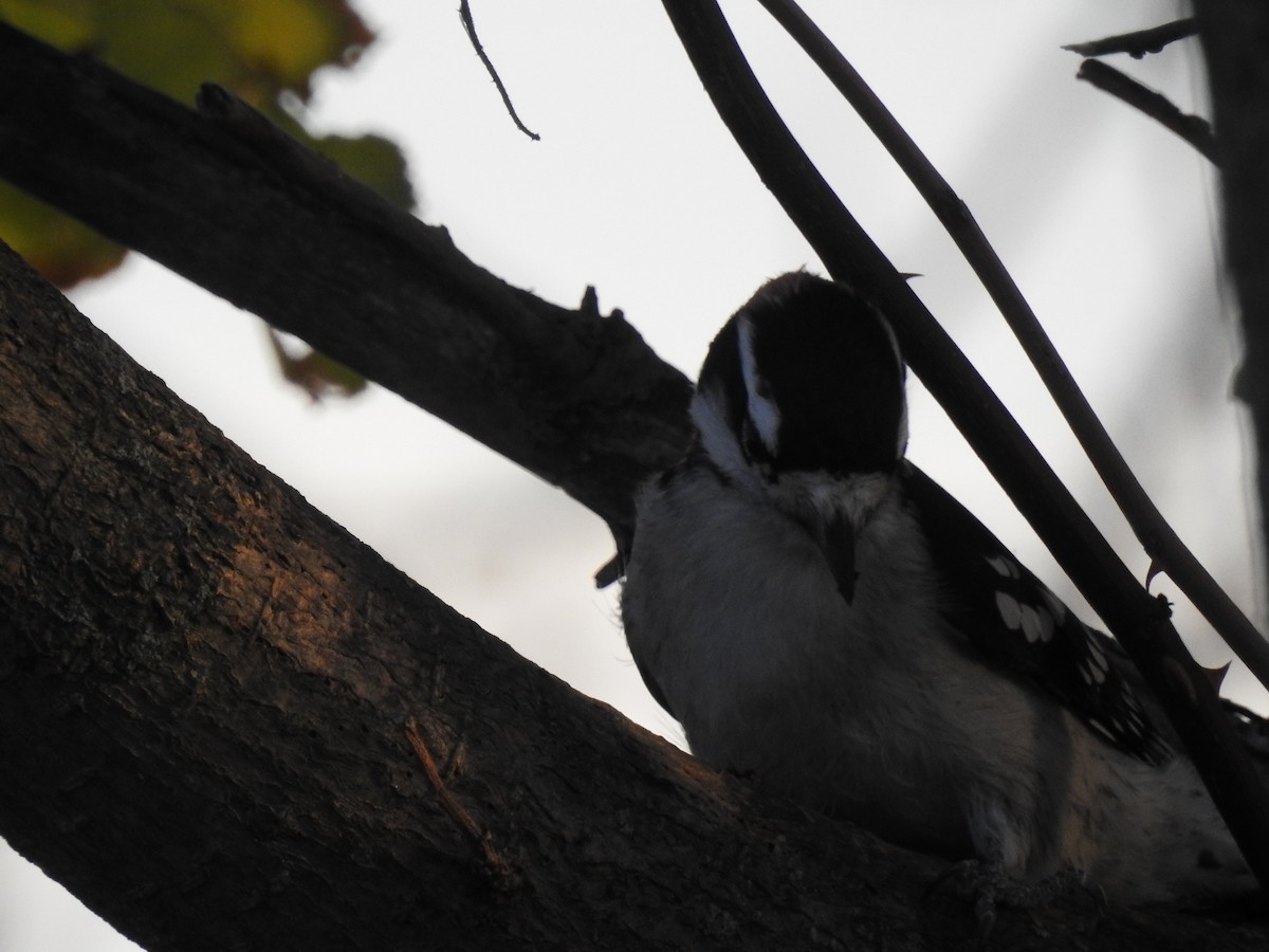 Downy Woodpecker - ML46301631
