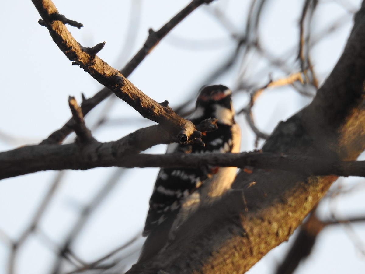 Downy Woodpecker - ML46301641