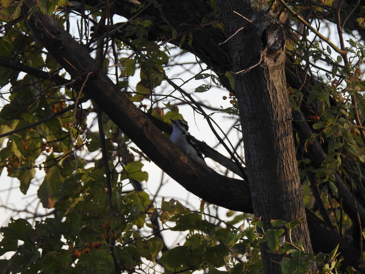 Downy Woodpecker - ML46301651
