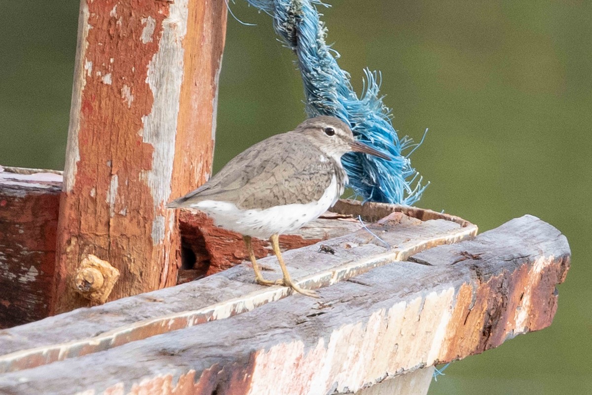 Spotted Sandpiper - Linda Rudolph