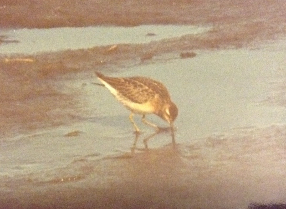 Sharp-tailed Sandpiper - Michael Smith