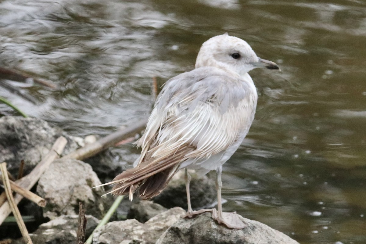 Short-billed Gull - ML463017791