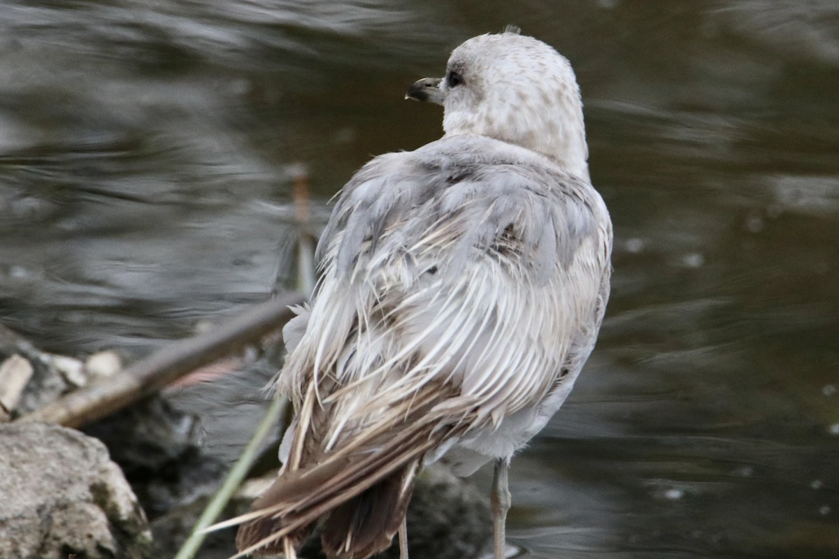 Short-billed Gull - ML463017851