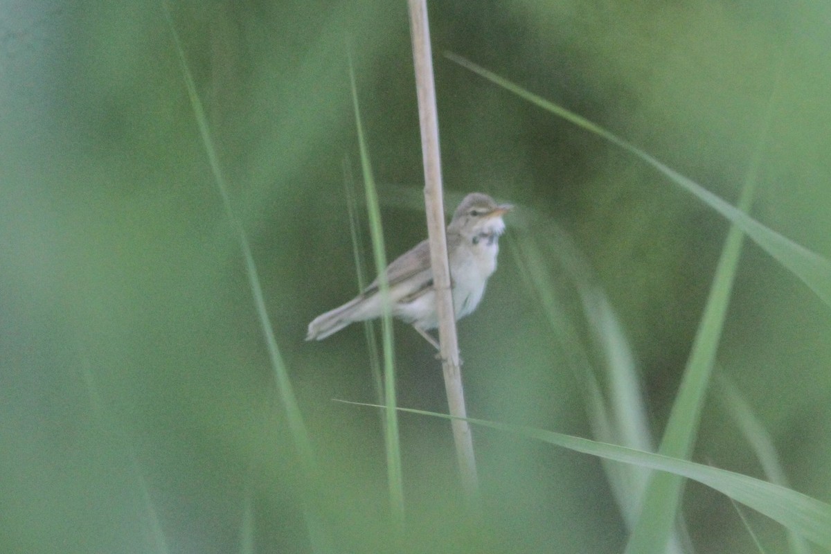 Blyth's Reed Warbler - ML463022341