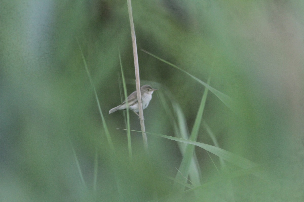 Blyth's Reed Warbler - ML463022371