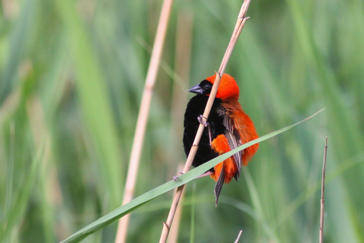 Southern Red Bishop - ML463022491