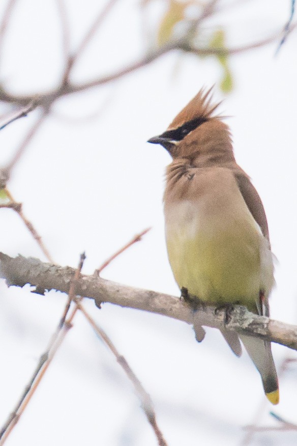 Cedar Waxwing - John Jackson