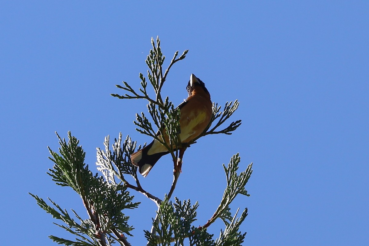 Black-headed Grosbeak - ML463024071