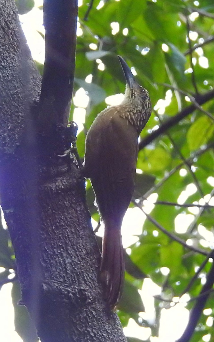 White-throated Woodcreeper - ML463024281