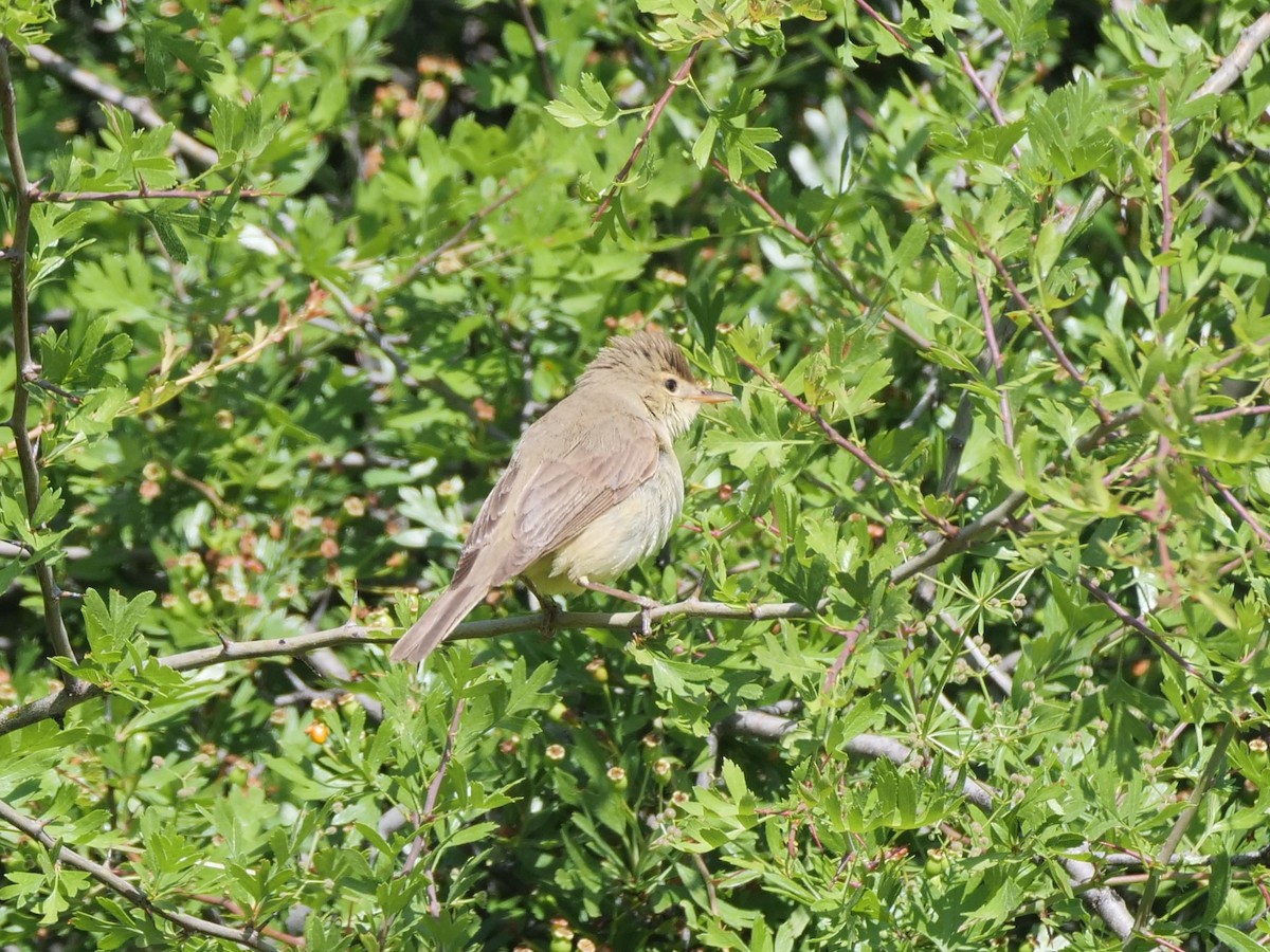 Melodious Warbler - ML463027561