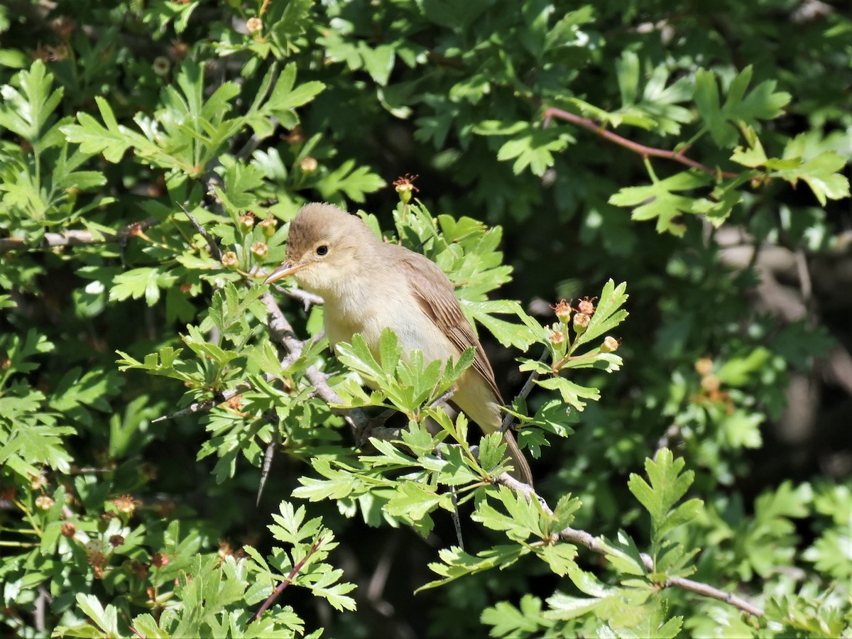 Melodious Warbler - ML463027581