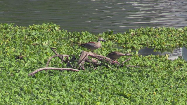 Ringed Teal - ML463028441