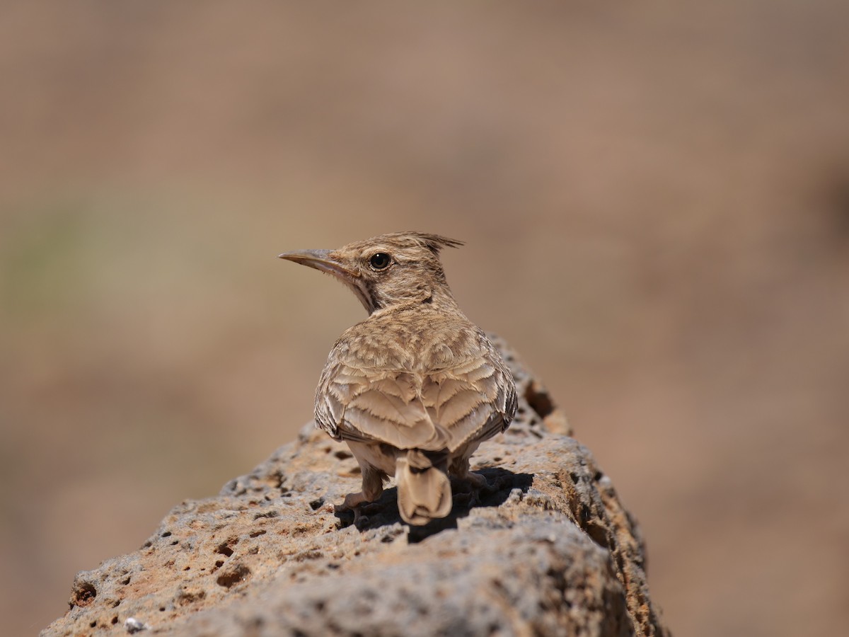 Crested Lark (Crested) - ML463029161