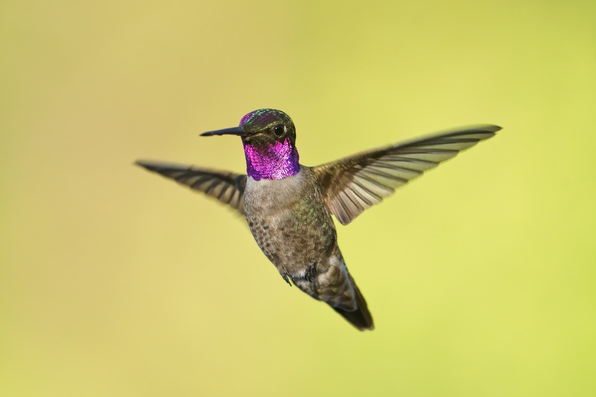 Black-chinned x Anna's Hummingbird (hybrid) - ML463029281