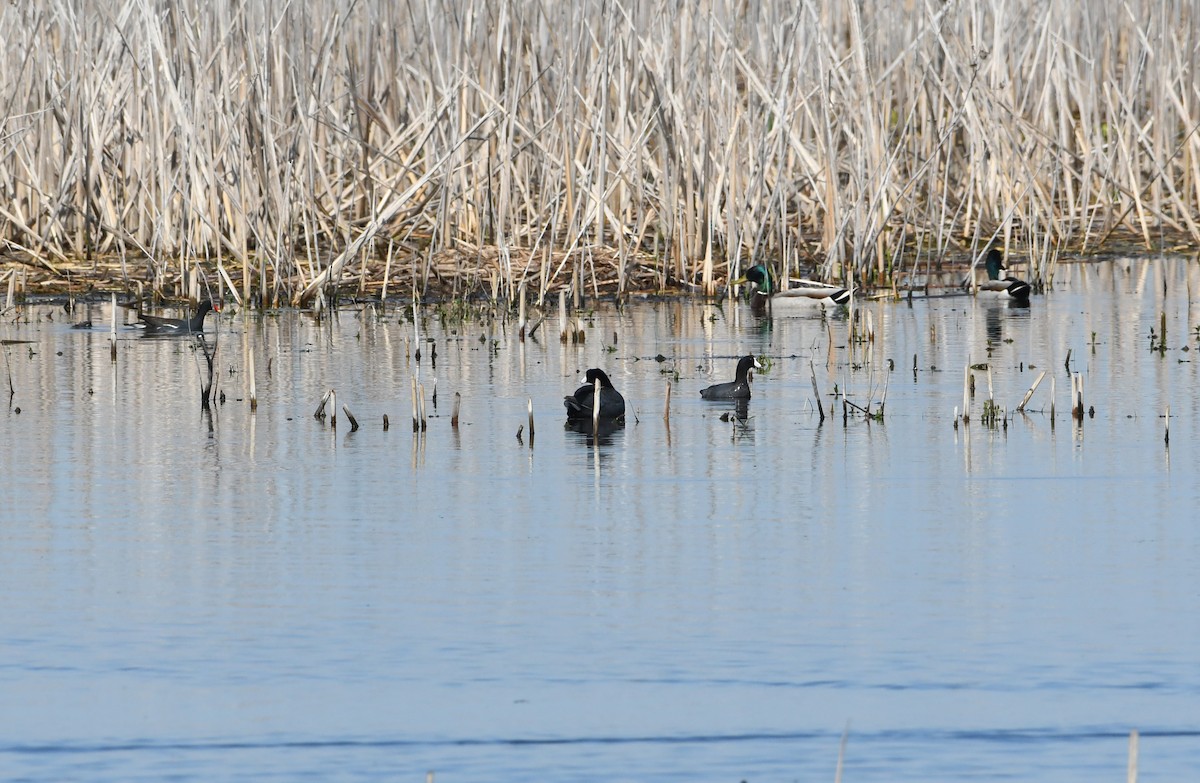 American Coot - ML463029371