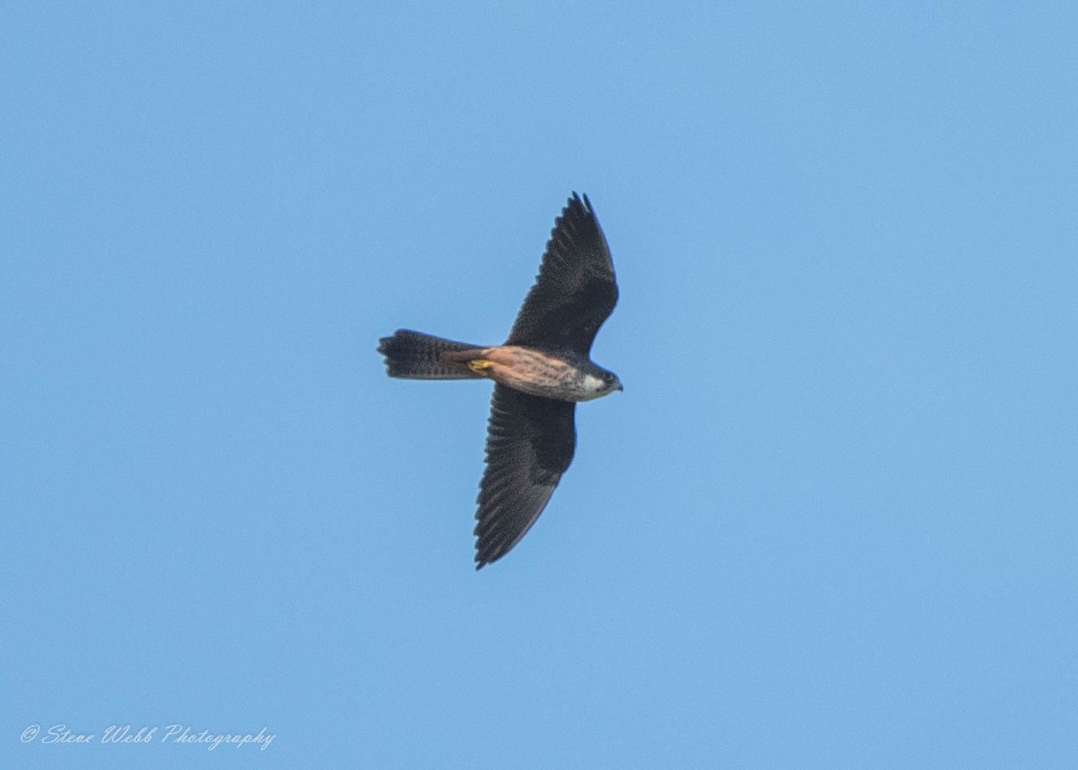 Eleonora's Falcon - ML463029691