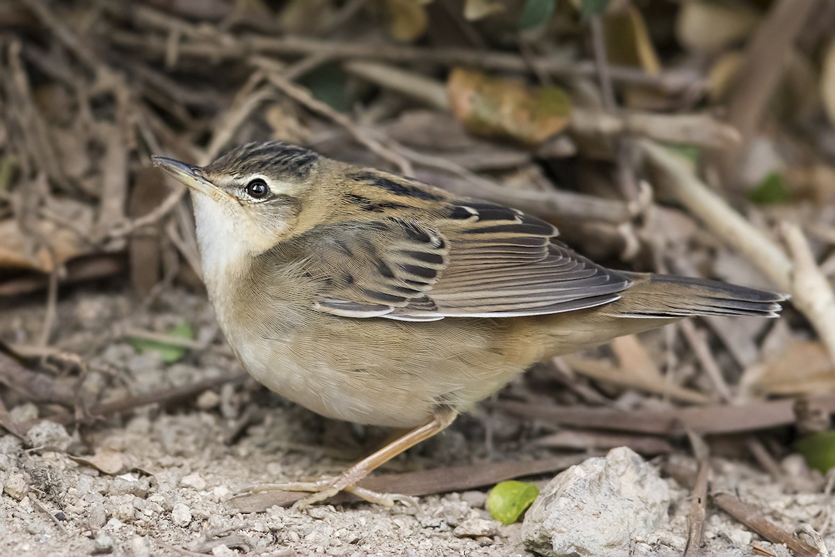 Pallas's Grasshopper Warbler - Matthew Kwan