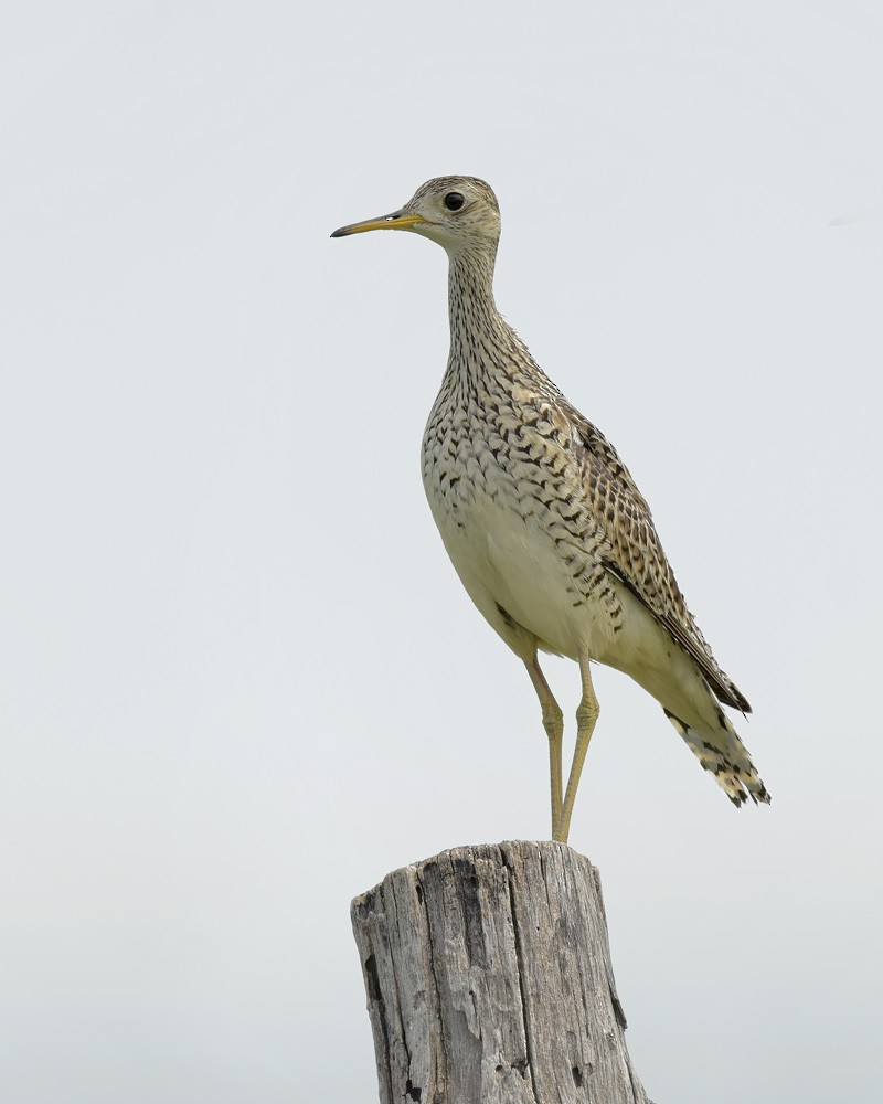 Upland Sandpiper - ML463030601