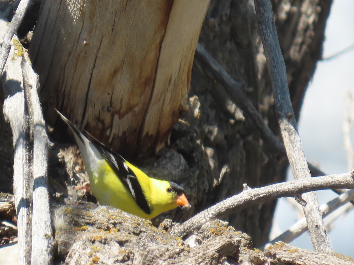 American Goldfinch - ML463031741