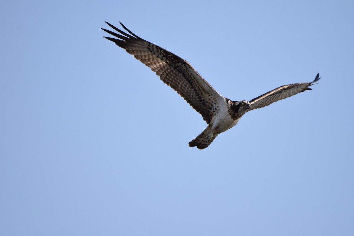 Osprey - ML46303251