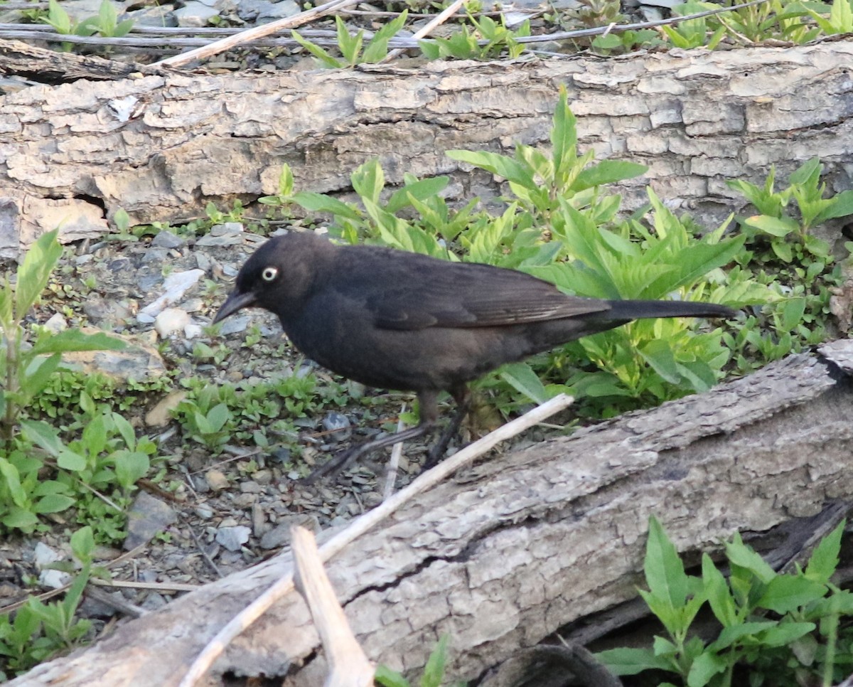 Rusty Blackbird - ML463034121