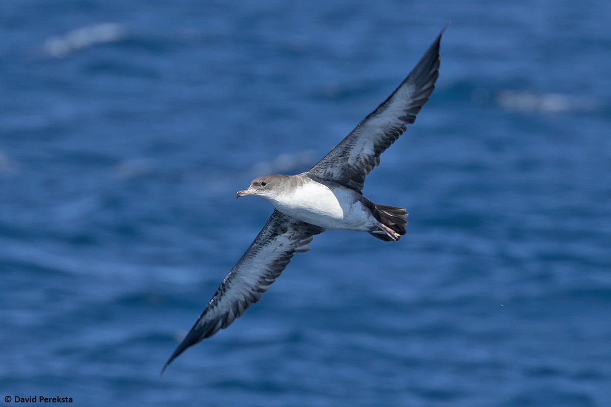 Pink-footed Shearwater - David Pereksta