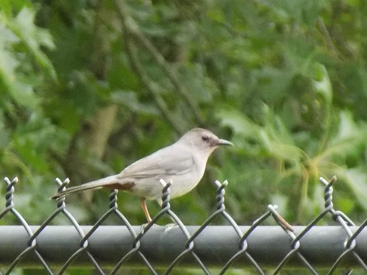 Gray Catbird - ML463035301
