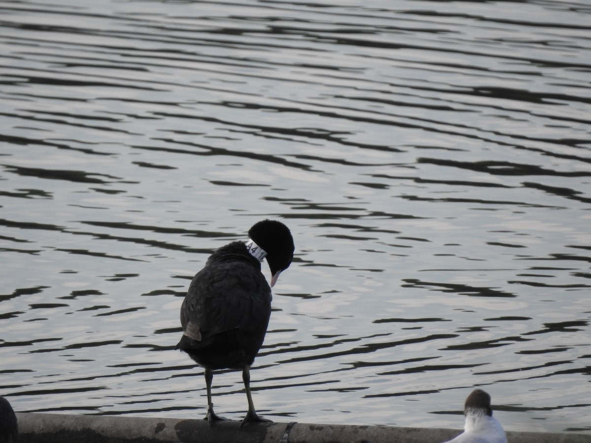 Eurasian Coot - ML463037781