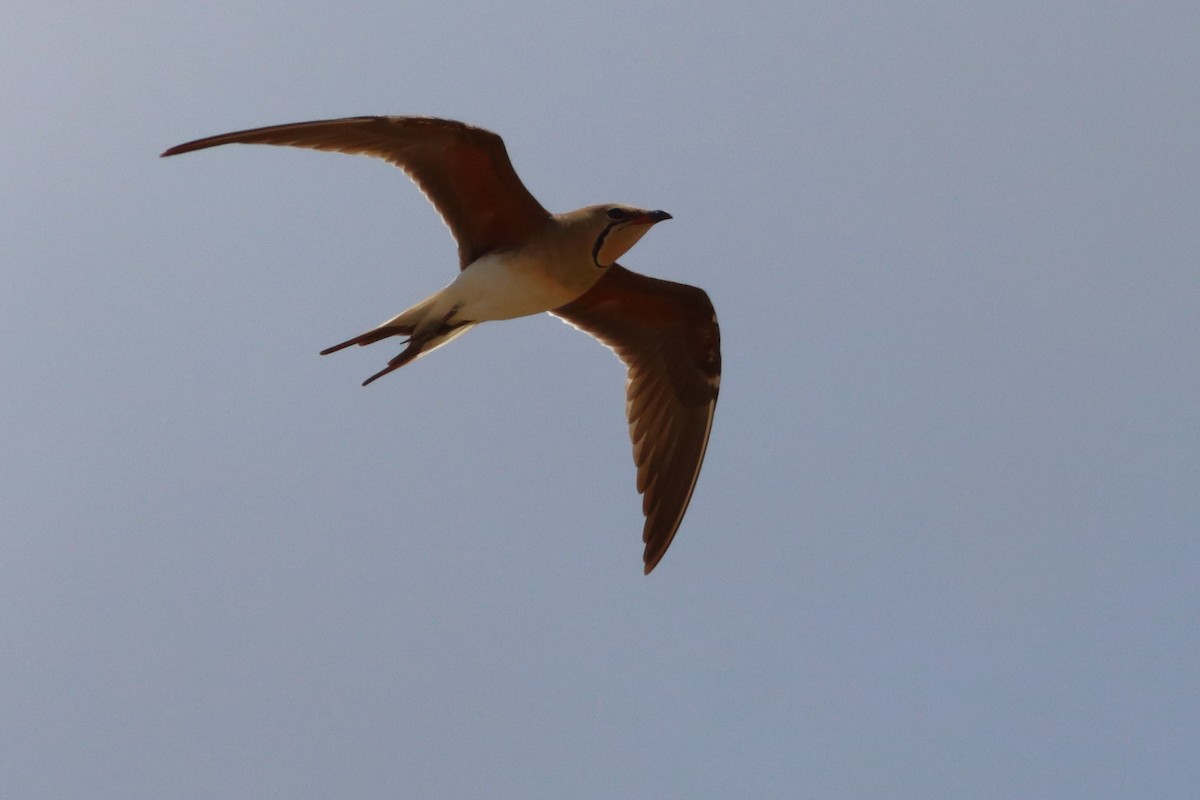 Collared Pratincole - ML463038091