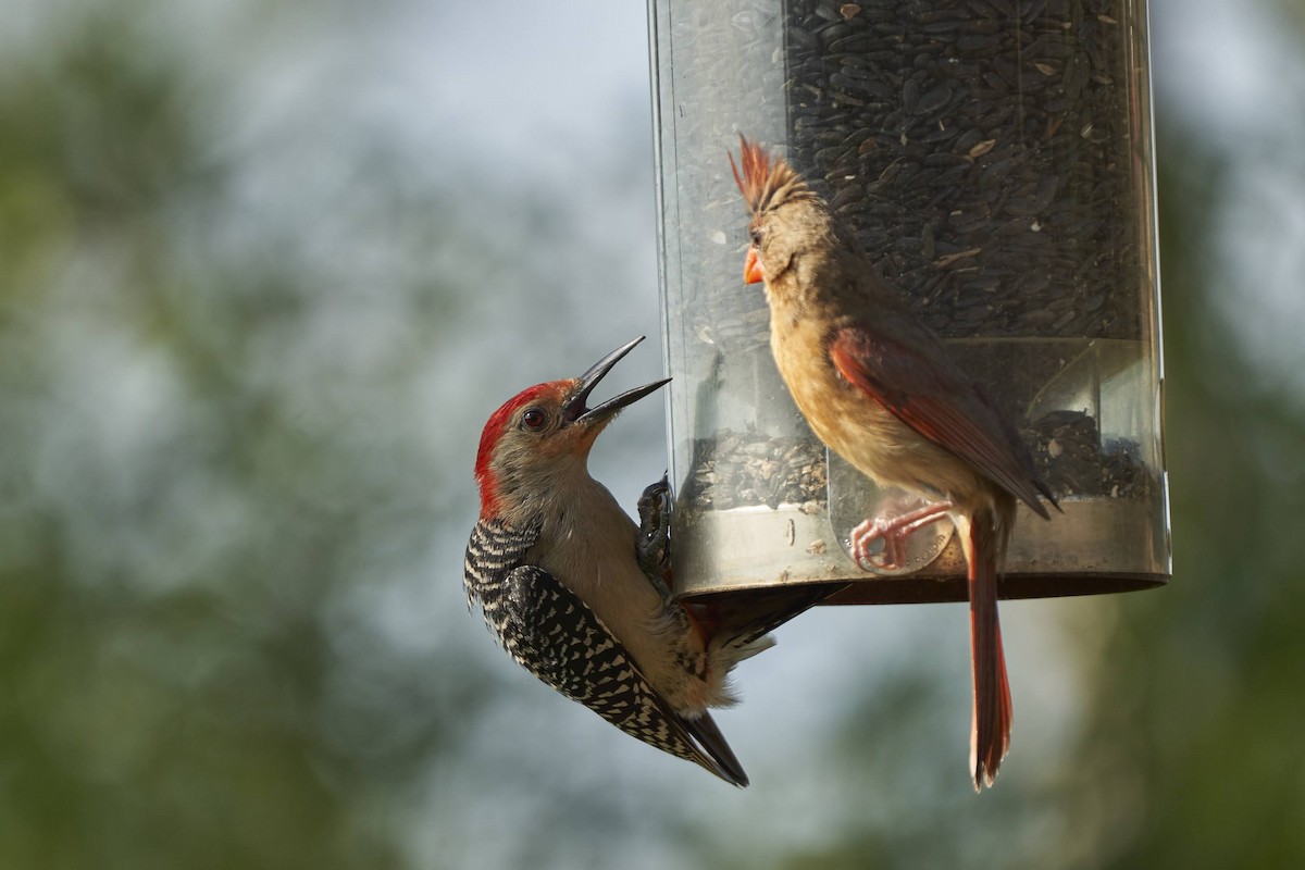 Red-bellied Woodpecker - Nate Klein