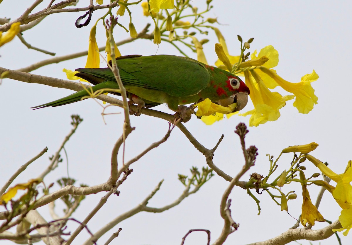 Aratinga Mitrada - ML463039231