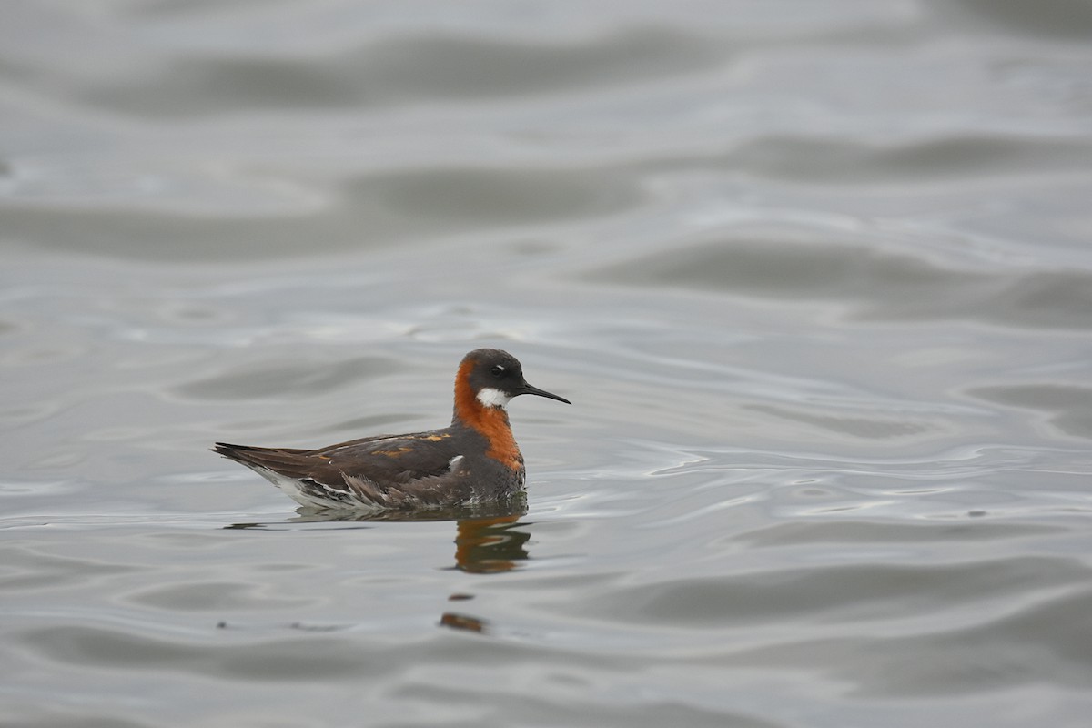 Red-necked Phalarope - ML463040331